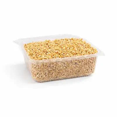 Fenugreek (வெந்தயம்) - Sprouts